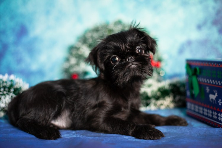 Бельгийский гриффон