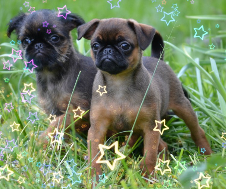 Ирландский гриффон