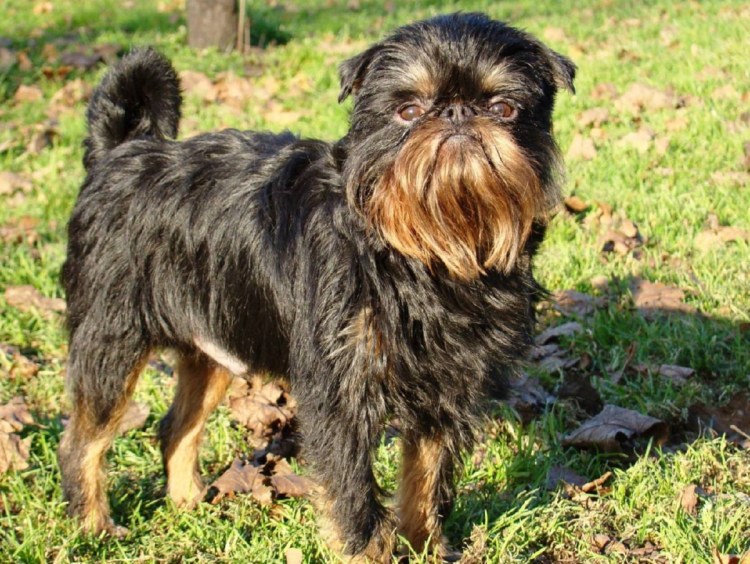 Бельгийский гриффон