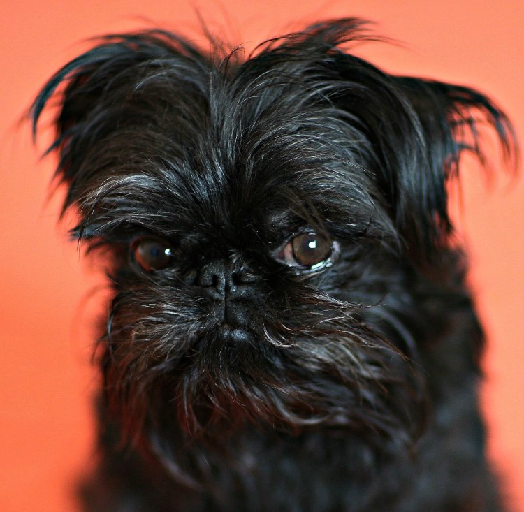 Египетский Грифон собака