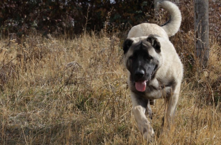 Порода армянский Гампр