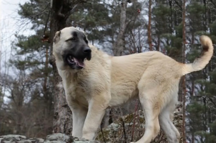 Армянская порода собак Гампр