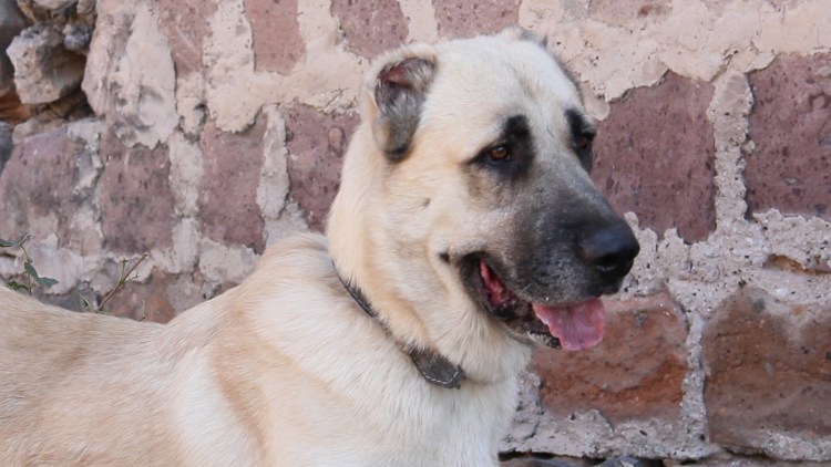 Порода собак Гампр