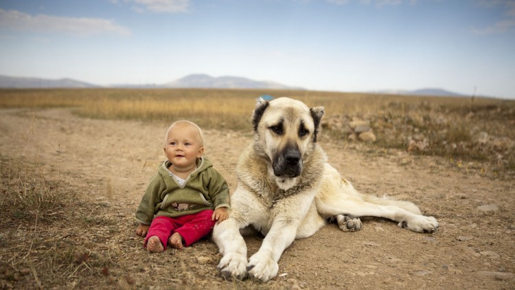 Тобет казахский волкодав