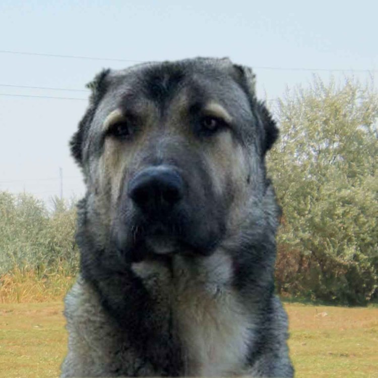 Армянский Гампр и кангал