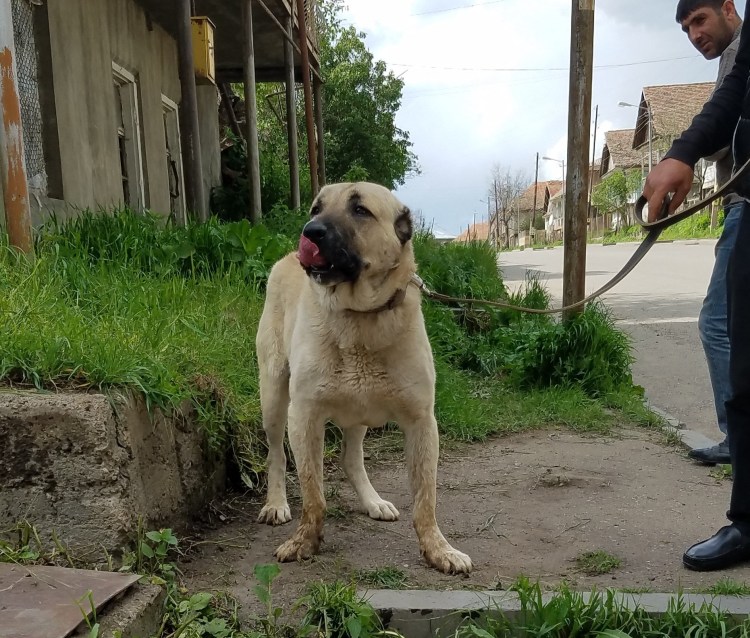Армянский Гампр маленький