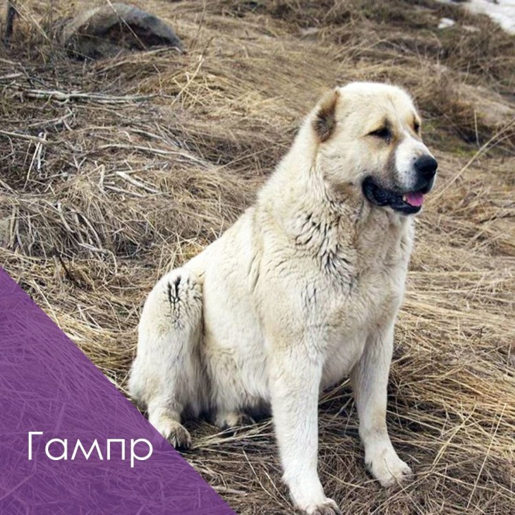 Гампр армянский волкодав