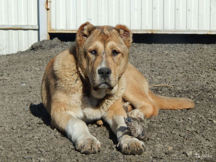 Кавказский Гампр