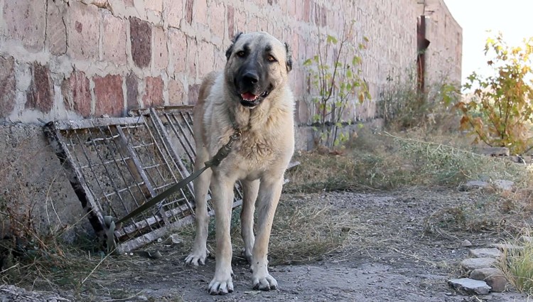 Армянский Гампр