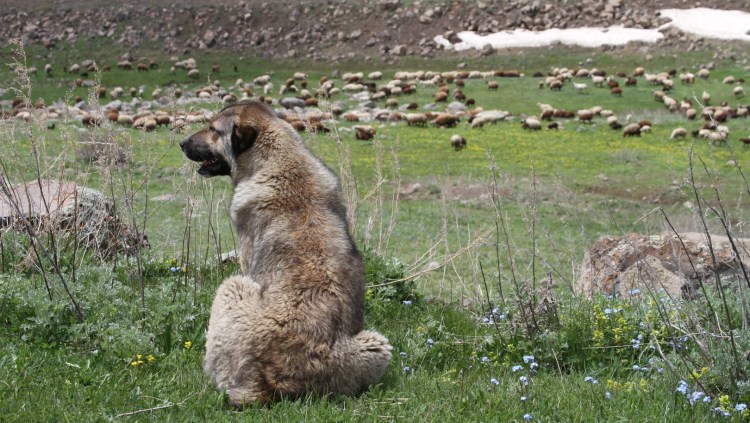Кавказская сторожевая овчарка