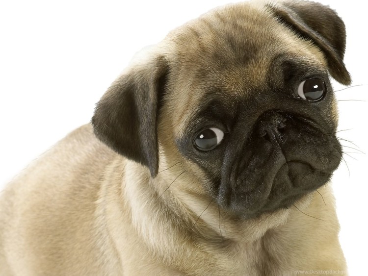 Уродливый Мопс