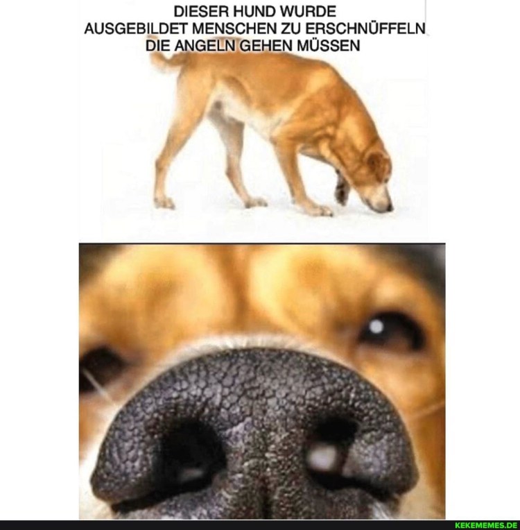 Собака подбирает с земли