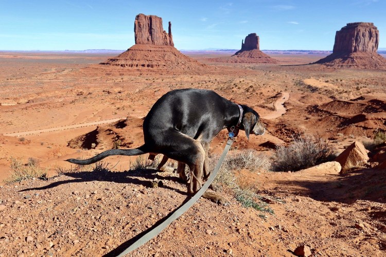 Собака с вытаращенными глазами