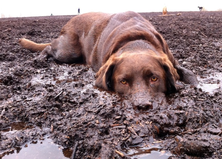 Календарь какающие собаки