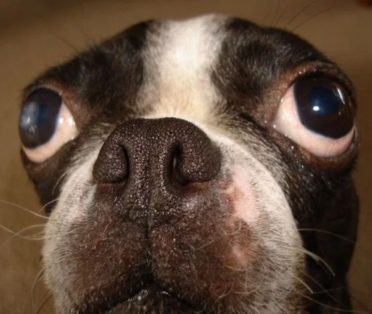 Собака гадит