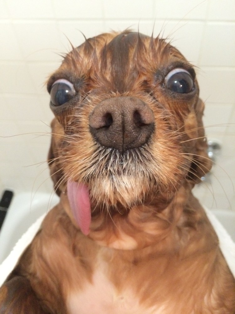 Грустный взгляд собаки