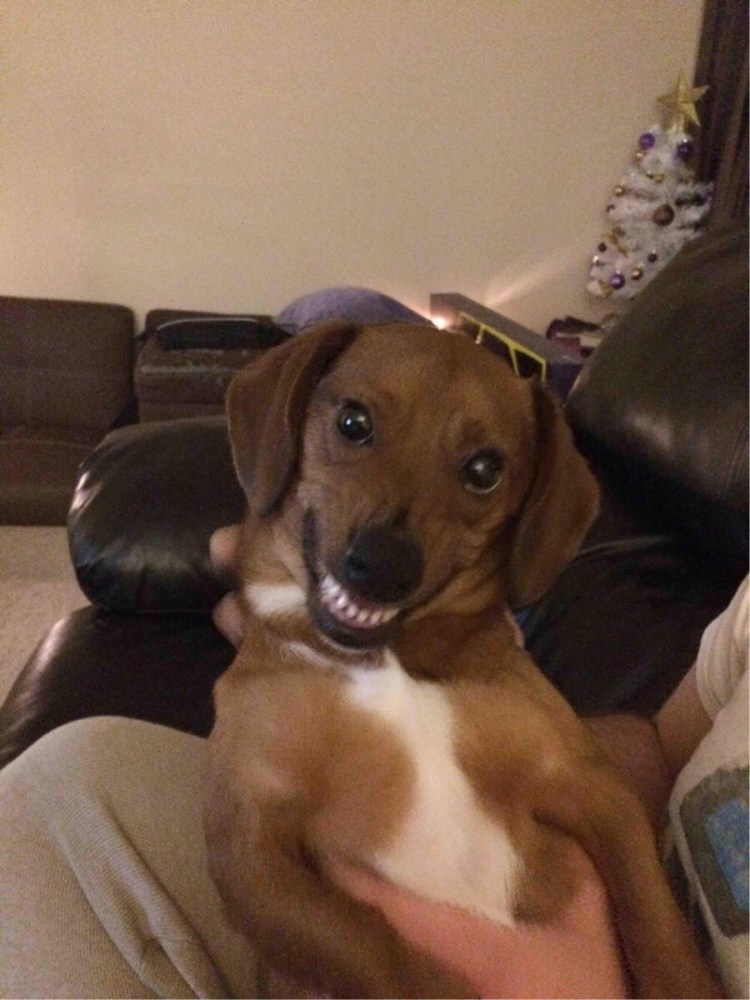 Глаза собаки