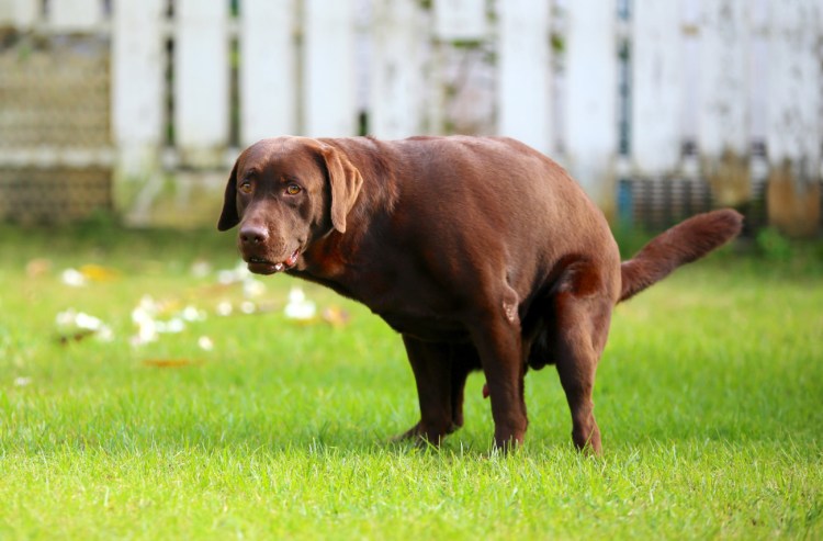 Фотография срущей собаки