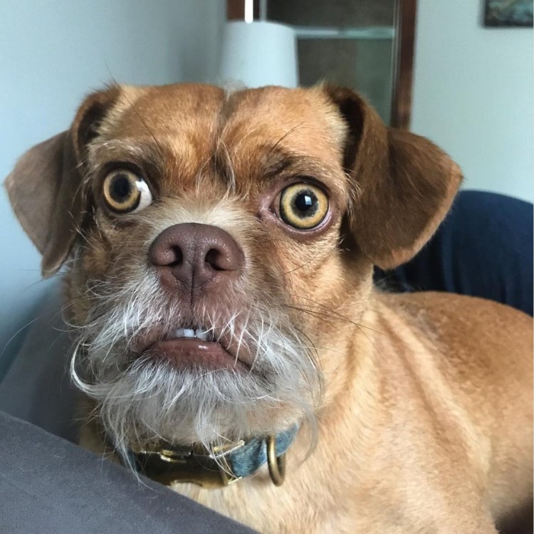 Собака с вытаращенными глазами