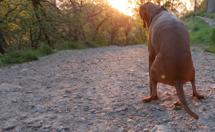 Гетерохромия Бостон терьер