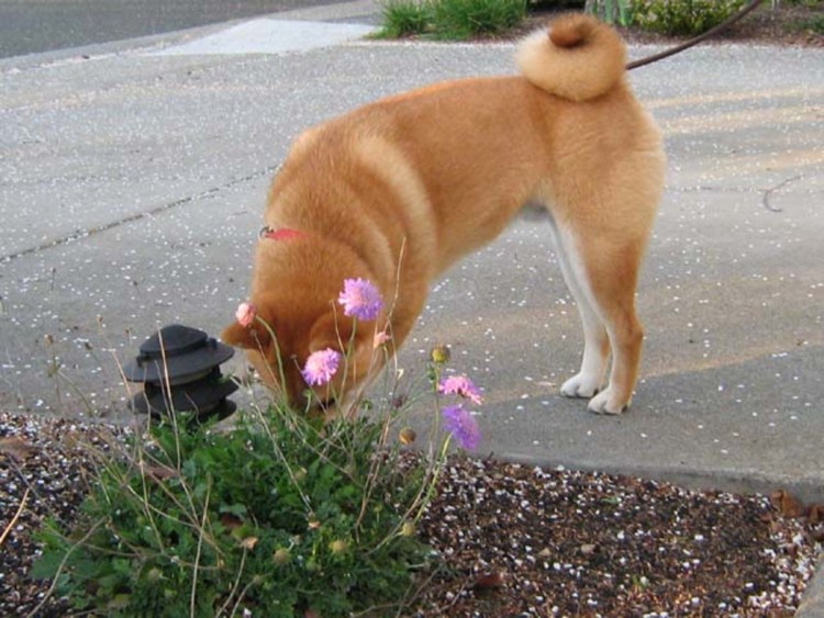 Такса какает