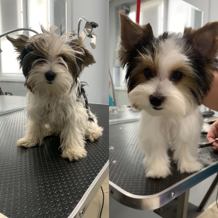 Биверы Стрижкин