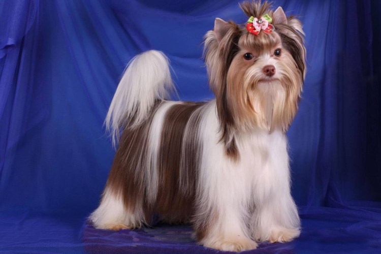 Бивер-Йоркширский терьер белый