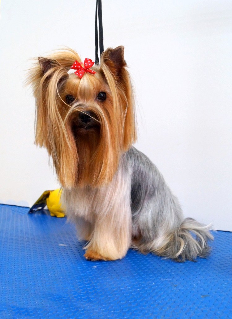 Шерсть Бивер Йорка