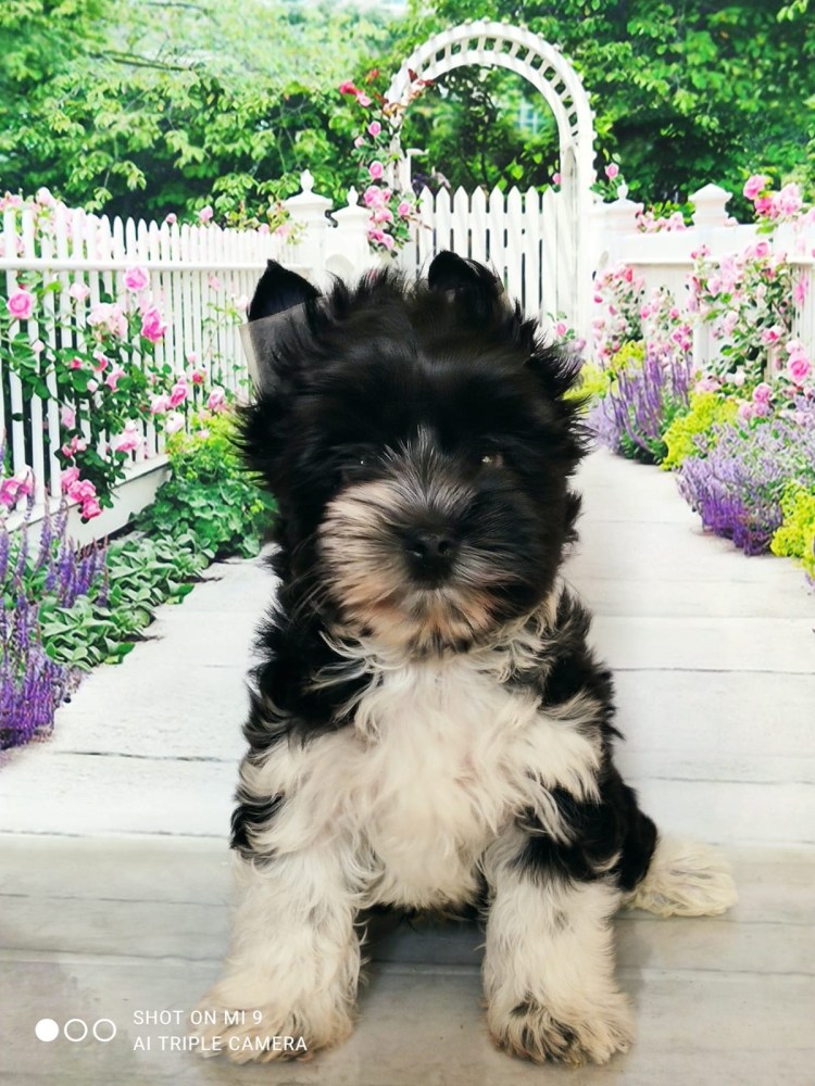 Бивер терьер