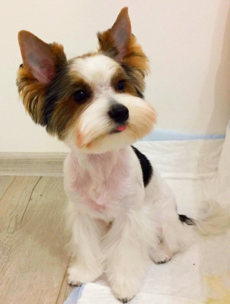 Бивер Йорк РКФ