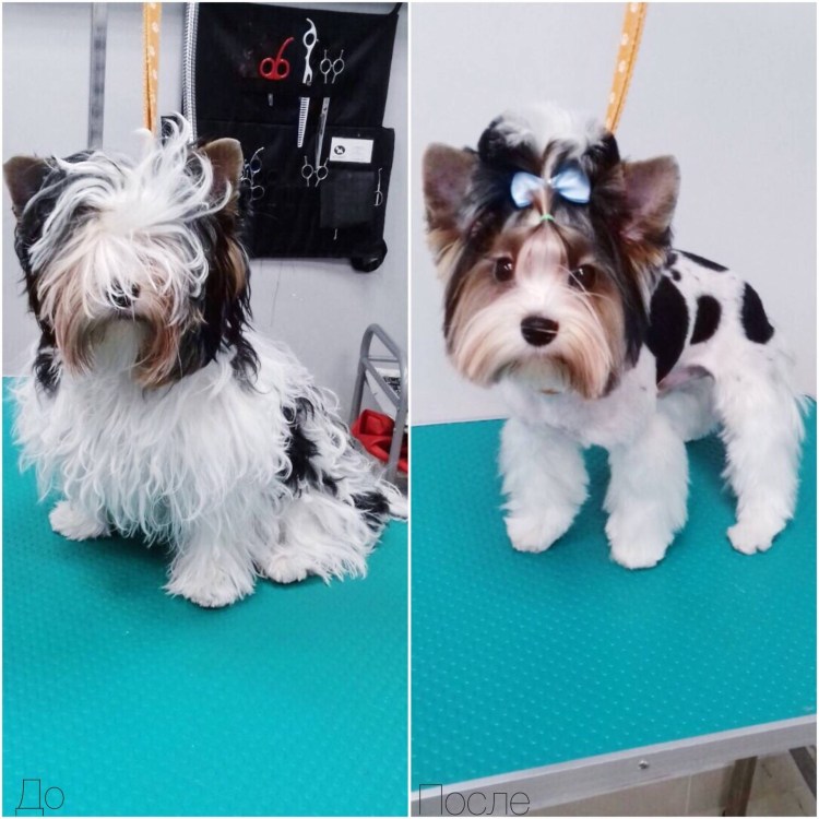 Бивер-Йоркширский терьер подстриженный