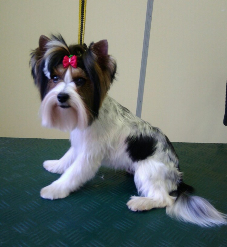 Бивер-Йоркширский терьер стриженный