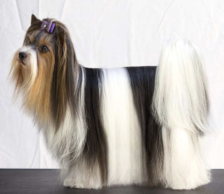 Подстрижка йоркширского терьера