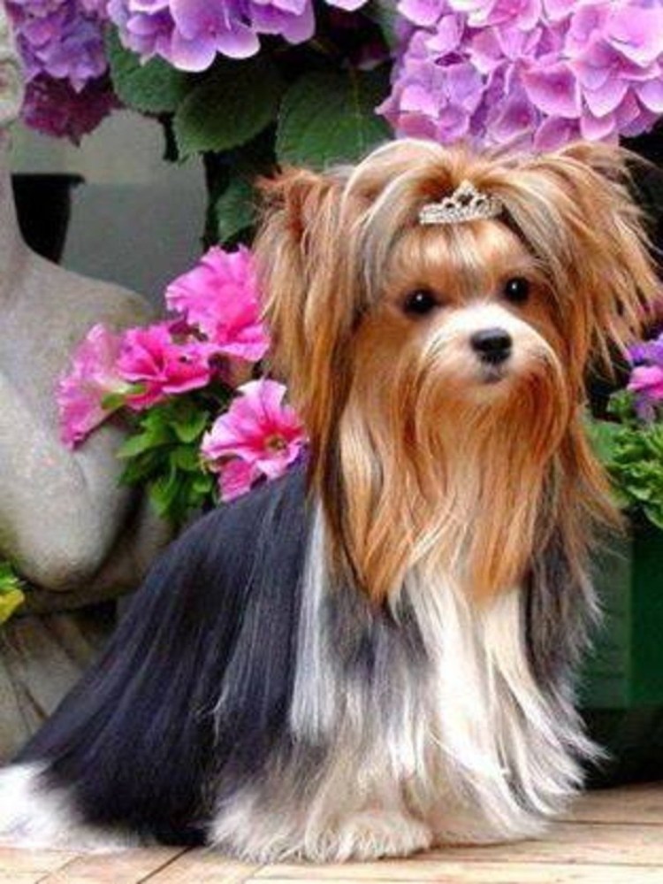 Йоркширский терьер Бивер стандарт