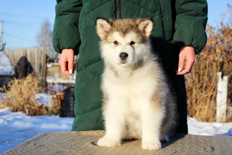 Канадский маламут