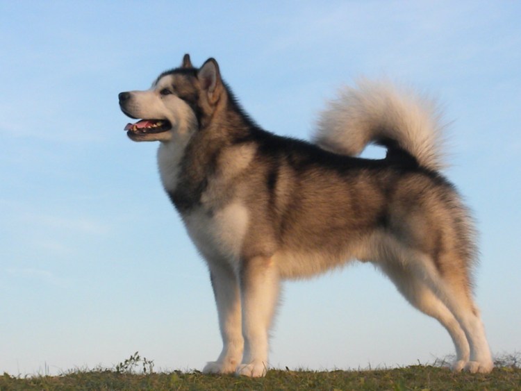 Аляскинский маламут длинник