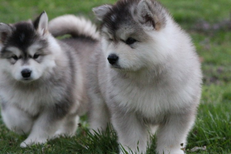 Маламут тибетский