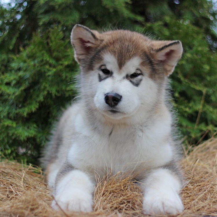 Тибетский маламут собака