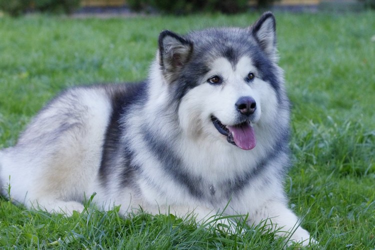 Маламут длинношерстный