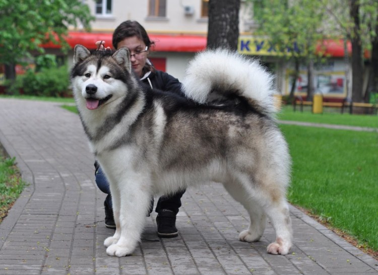 Фото маламута взрослого