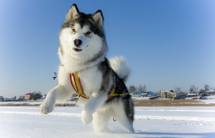 Маламут Аляскинский гигант