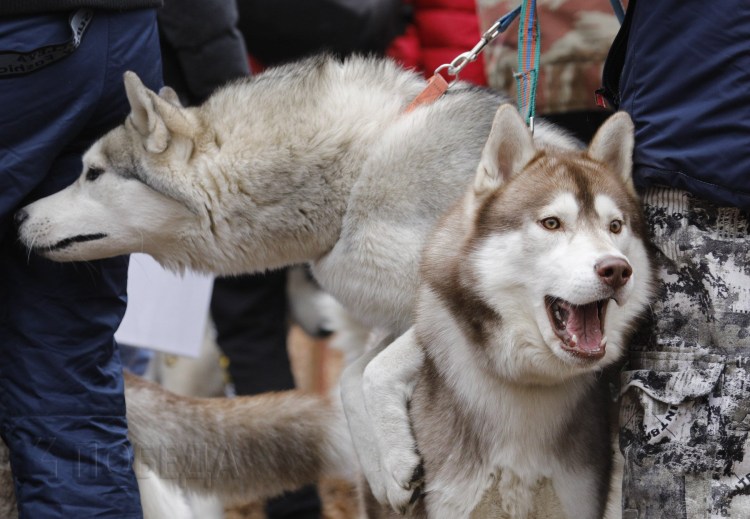 Маламут тибетский