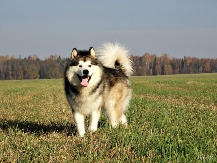 Аляскинский маламут длинношерстный