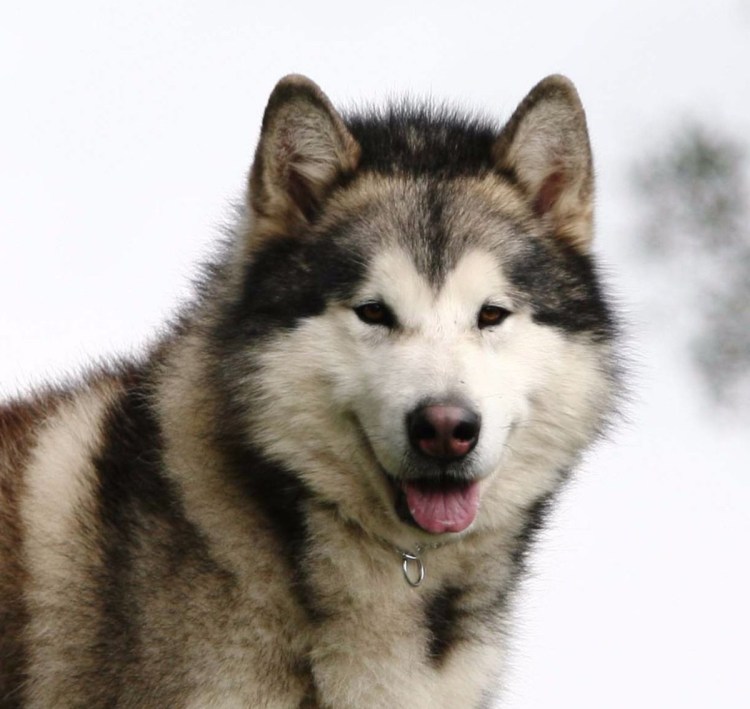 Лайка Аляскинский маламут