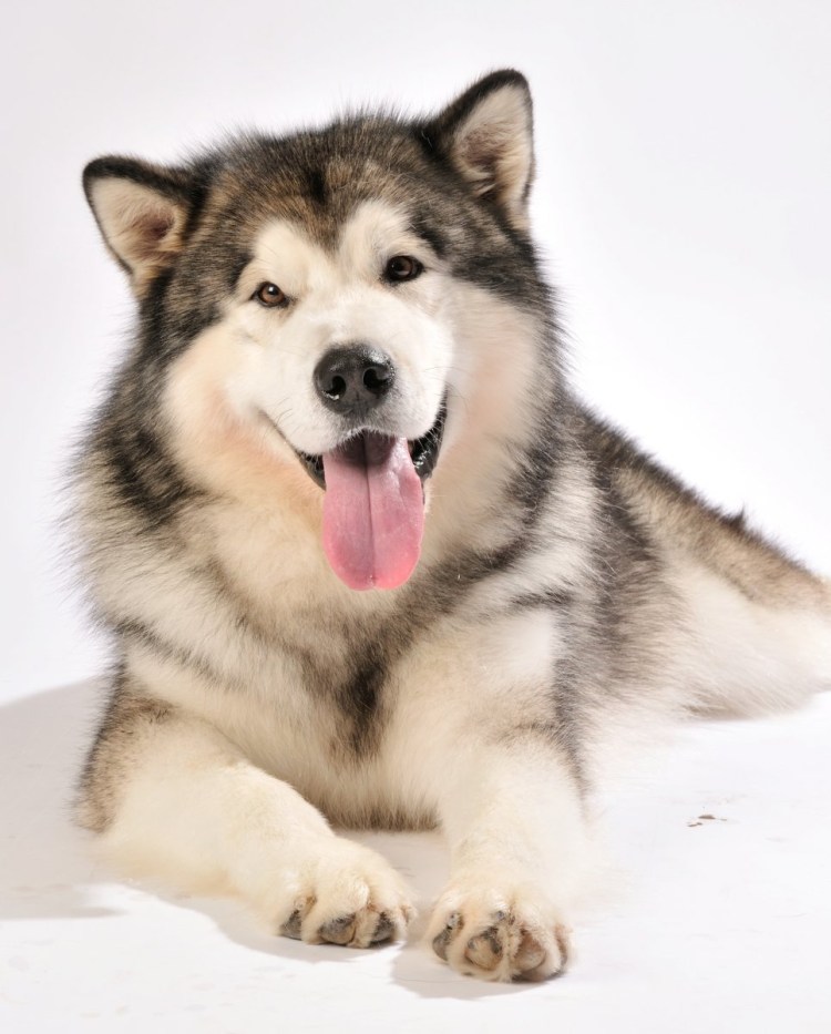 Аляскинский маламут