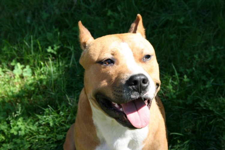 Стаффордширский терьер купирование