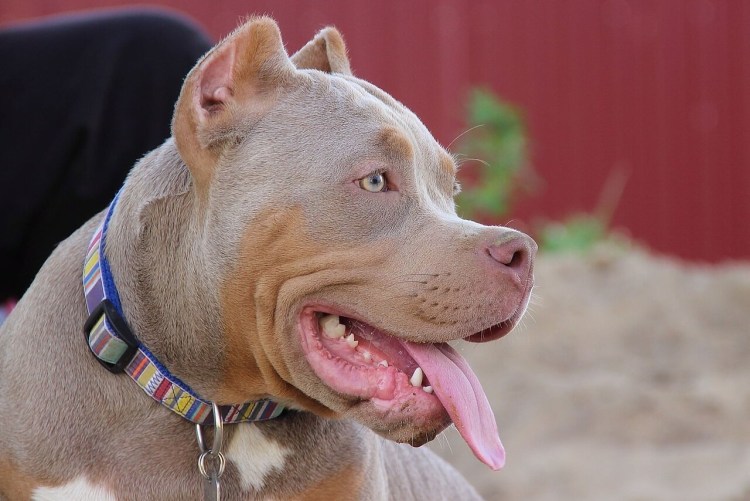 Питбуль некупированный