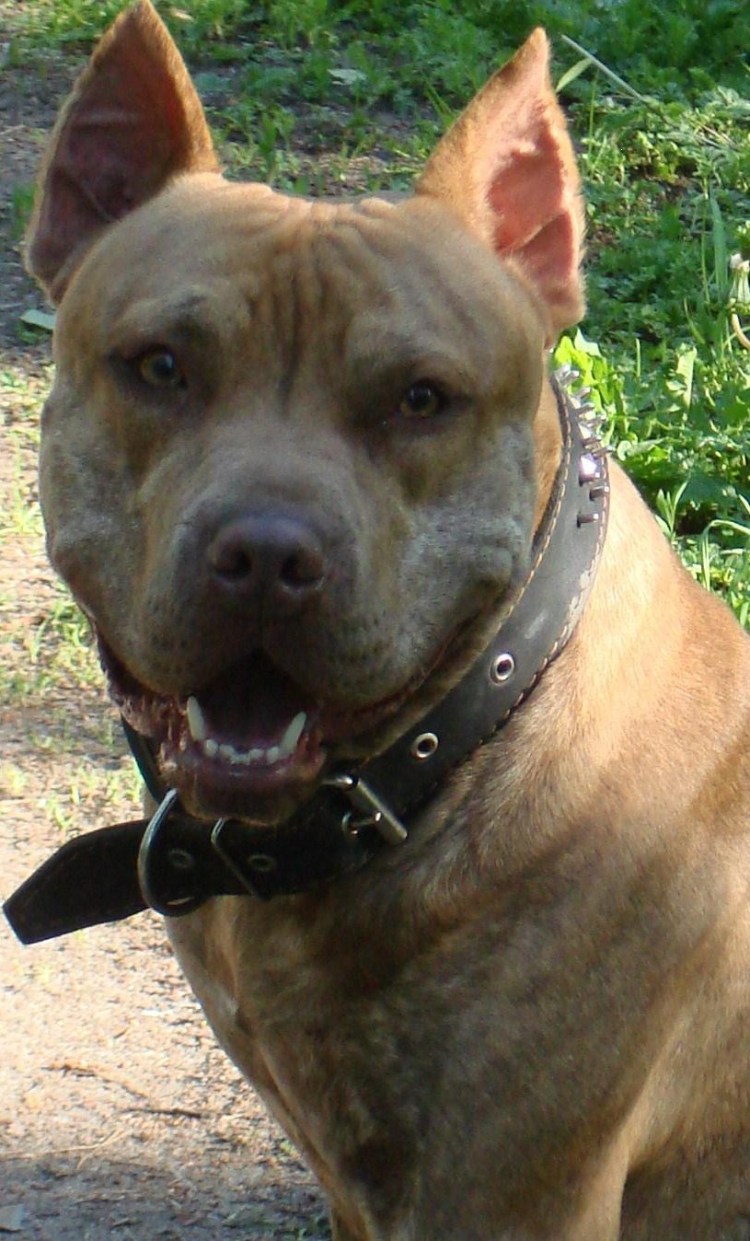 Американский стаффордширский питбультерьер