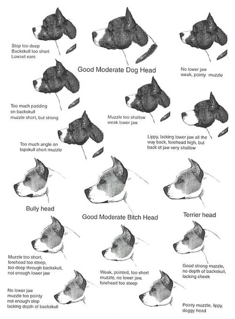 Питбуль с копированными ушами