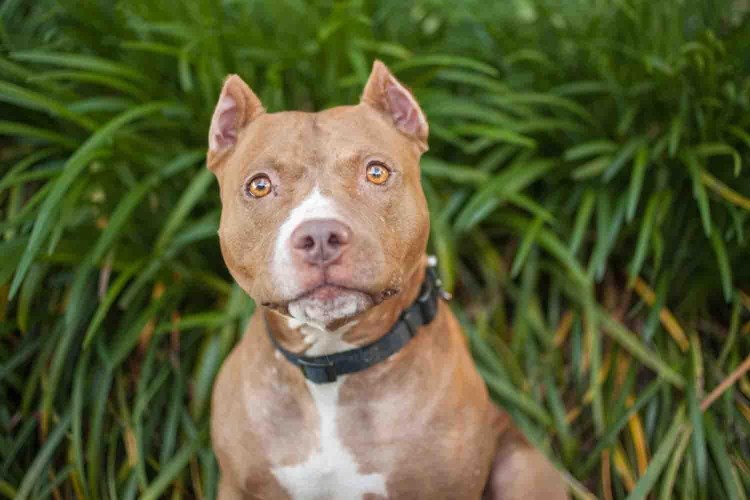 Питбуль уши купированные